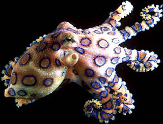 Blue Ringed Octopus - Mavi Halkalı Ahtapot