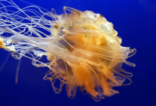 Box Jelly Fish - Denizanası