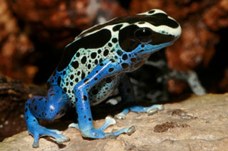 Dort Poison Frog