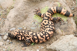 Heloderma Suspectum -Gila Canavarı