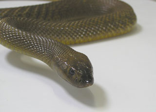 Inland Taipan - Yılan