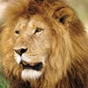 aslan-lion-20130329134729