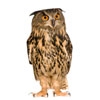 baykus-owl-20130329150150