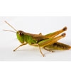 cekirge-grasshopper-20130329151620