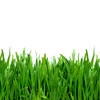cimen-grass-20130329151910