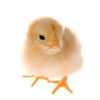 civciv-chick-20130329150215