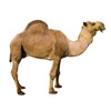 deve-camel-20130329152053