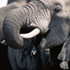 fil-elephant-20130329152652