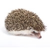 kirpi-hedgehog-20130329154550