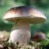 mantar-mushroom-20130329154956