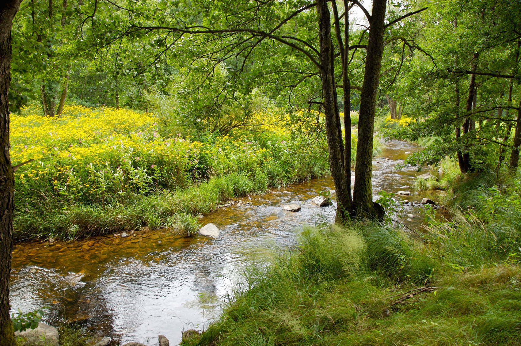 Речка ш. Природа ручей. Ручей летом. Ручей в лесу. Маленькая речушка в лесу.