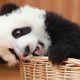 bebek-panda
