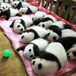 bebek-pandalar