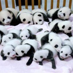 panda-yavrulari