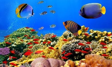 deniz-altinda-neler-var-biyoloji-atolyesi
