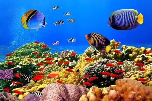 deniz-altinda-neler-var-biyoloji-atolyesi