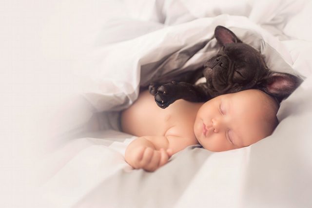Bebek ve Köpek Dostluğu