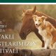 Kemer Country Köpek ve Pony Festivali
