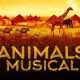 animal musical etkinlik